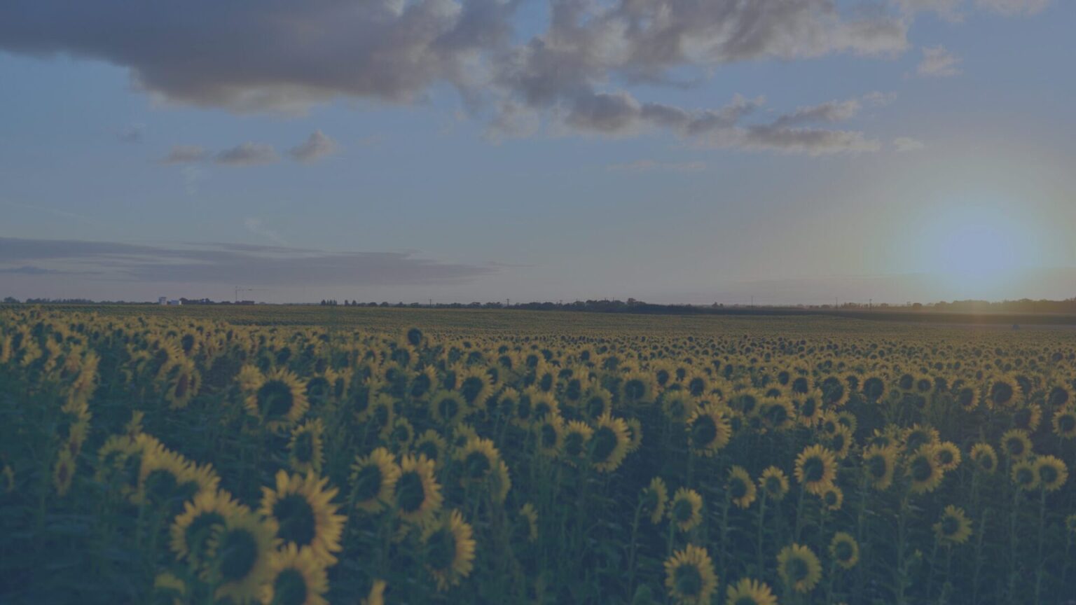 FIeld of Sunflowers - hero image for blog post for survivors of suicide